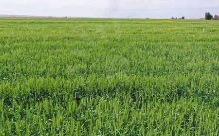 وەزارەتی کشتوکاڵ: ئەم بارانە سوودی بۆ گەنم دەبێت