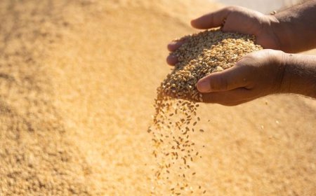 وەرگرتنى گەنمى دەرەوەى پلانى کشتوکاڵى کەرکووک دەستپێدەکات