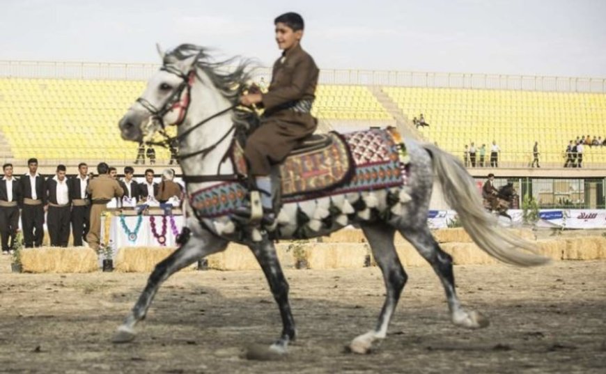 پارێزگاری کرماشان: براندی ئەسپی کوردی موڵکی پارێزگای کرماشانە
