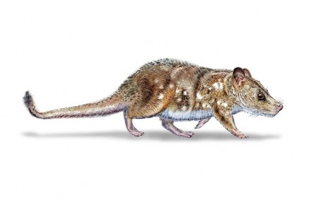 پاشماوەی شیردەرێکی 74 ملیۆن ساڵە لە چیلی دەدۆزرێتەوە