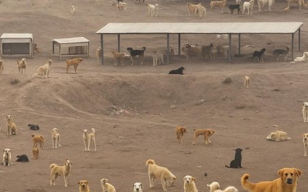 Seg û kûçikên Kurdistanê têne parastin