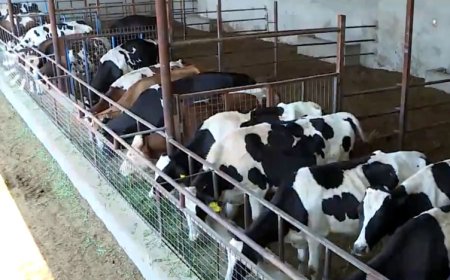 سامانی ئاژەڵی هەرێمی کوردستان: ساڵانە زیاتر لە 280 هەزار تۆن شیر بەرهەمدەهێنین