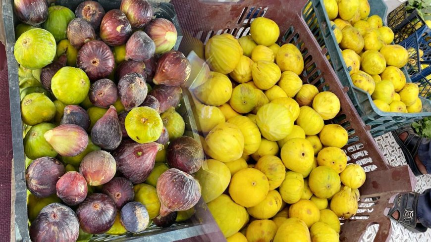 Festîvala hêjîran li Teqteqê tê lidarxistin