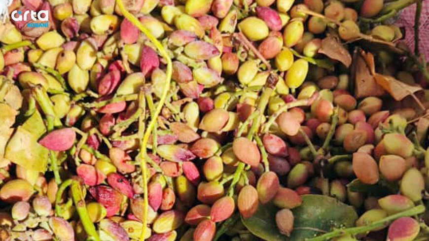 Berhema fistiqan li Kobaniyê ji ber hişkesaliyê kêm bûye