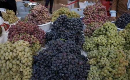 کشتوکاڵی دهۆک: هاتنی گەشتیاران بۆ فێستیڤاڵی ترێ و هەنگوین بەراورد بە پار سێ هێندە زیادی کردووە