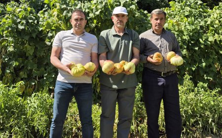 Metirsî Li Ser Nemana Tovên Xwemalî Yên Bakurê Kurdistanê Zêde Dibe