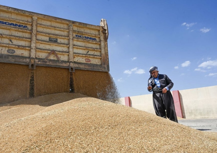 یەکێتیی جووتیاران: هەر جووتیارێک لە پلانی کشتوکاڵدا خۆی تۆمار نەکات ساڵی داهاتوو گەنمەکەی وەرناگیرێت