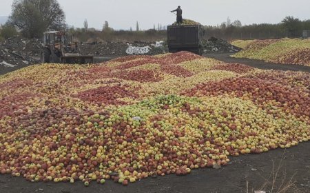 کشتوکاڵی ورمێ: ساڵانە 600 هەزار تۆن سێو هەناردە دەکەین