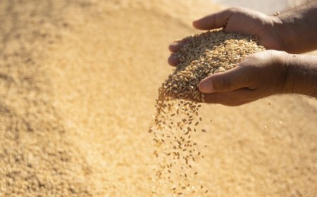 لە هەرێمی کوردستان وەرزی چاندنی گەنم دەستپێدەکات و بنەتۆوی هەرزان دەدرێتە جووتیاران