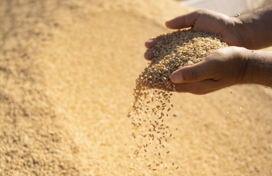 لە هەرێمی کوردستان وەرزی چاندنی گەنم دەستپێدەکات و بنەتۆوی هەرزان دەدرێتە جووتیاران