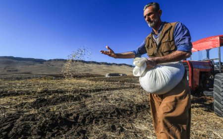 لە گەرمیان چاندنی گەنم دەستیپێکرد