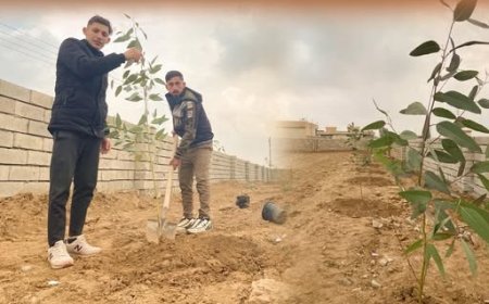 Ji Kanada Vegeriya û li Şingalê Daran Çand