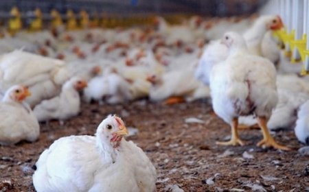 وەزارەتی کشتوکاڵ: گرانبوونی سووتەمەنی و کەمیی خستنەڕوو نرخی مریشکی بەرزکردەوە