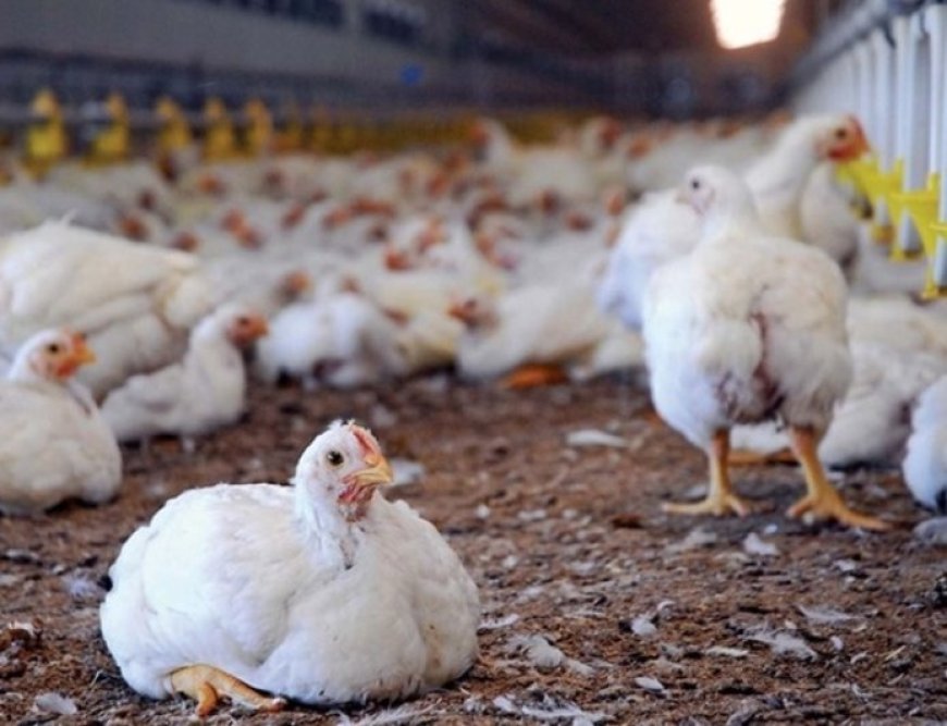 وەزارەتی کشتوکاڵ: گرانبوونی سووتەمەنی و کەمیی خستنەڕوو نرخی مریشکی بەرزکردەوە